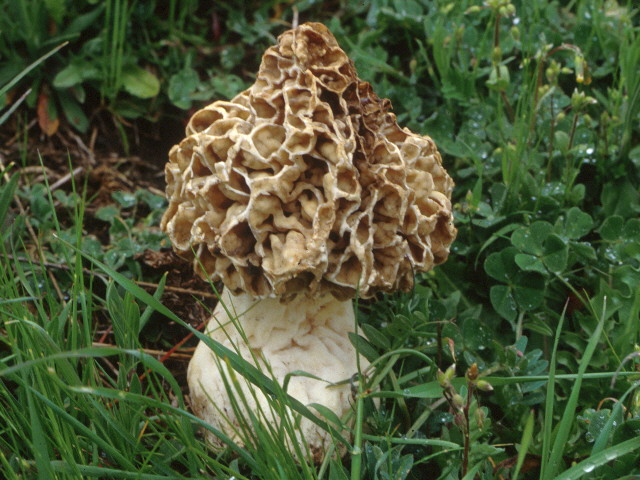  Image name: Morchella_rotunda4.jpg 
 width: 640 pixel 
 height: 480 pixel 
 Size: 126561 bytes 
 Click to enlarge 